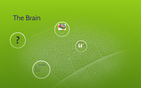 The Brain by on Prezi