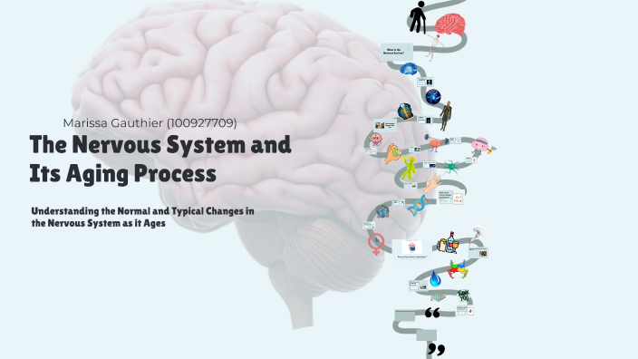 The Nervous System and Its Aging Process by Marissa Gauthier on Prezi