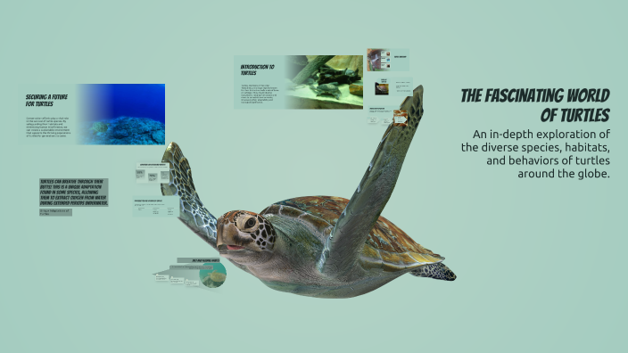 The Fascinating World of Turtles by taryn pernitsky on Prezi