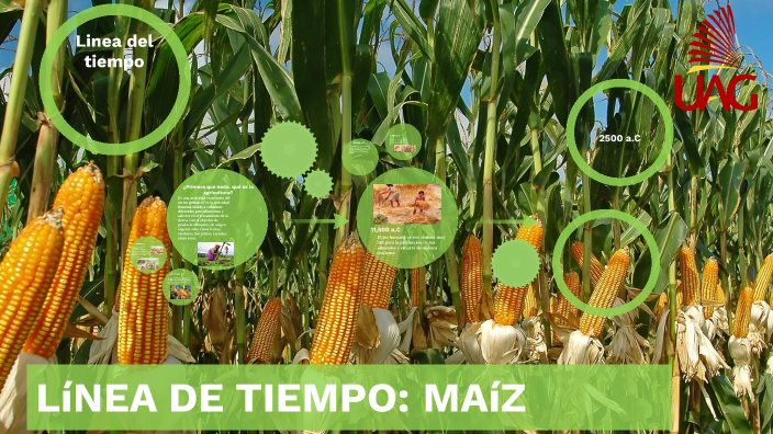 LÍNEA DE TIEMPO DE LA AGRICULTURA: MAÍZ by Diego Argenis García Magaña