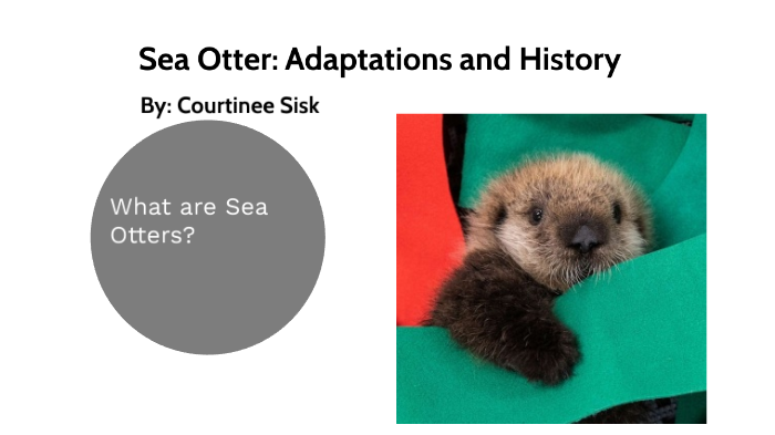 OTTER ADAPTATIONS visual data 8