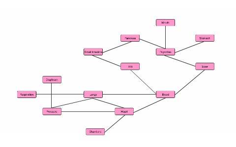 Bio Flowchart by Alyssa Cronin on Prezi