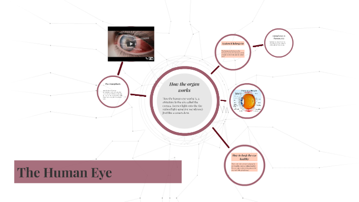 The Human Eye by Grethel Corpuz on Prezi