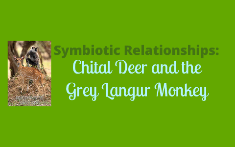 The Complicated Relationship Langur Monkeys And Chital Deer - 06hzvb0