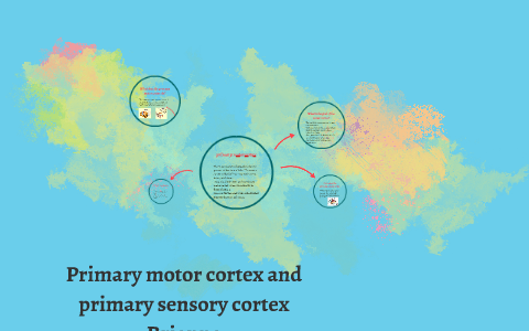 Primary motor cortex and primary sensory cortex! by Brianna Rocha on Prezi