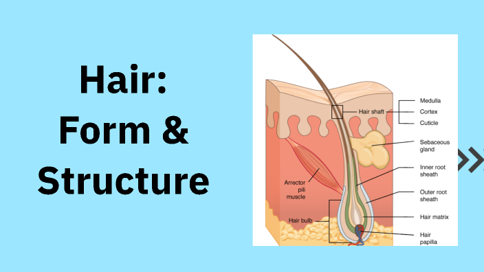 Hair: Form & Structure by Rachel Esquibel on Prezi