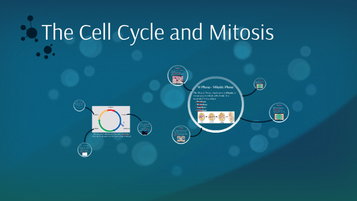 The Cell Cycle and Mitosis by Jared Ravotti on Prezi