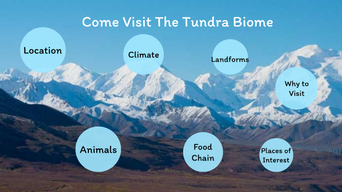 The Tundra Biome By Landrum, Jed C Student On Prezi