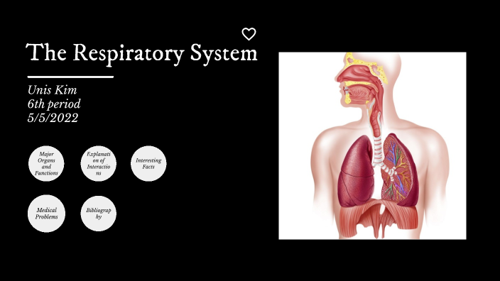 respiratory system by eunyou kim on Prezi