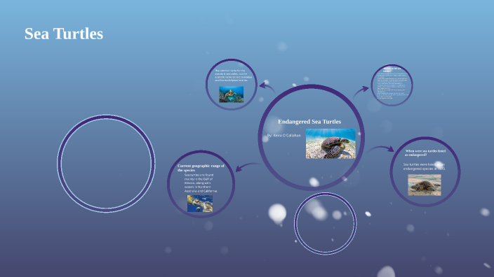 Endangered Sea Turtles by Keira O'Callahan on Prezi
