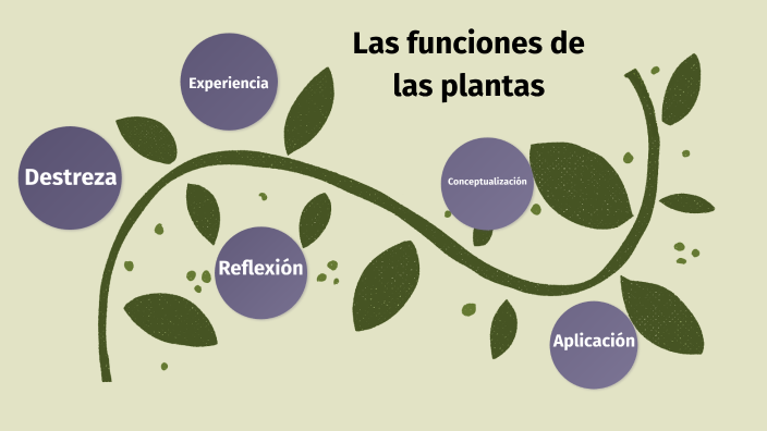 Las Funciones De Las Plantas By Olga Bernal On Prezi