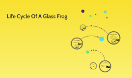 Life Cycle Of A Glass Frog By Jennavi Hoisington