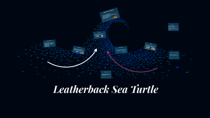 Leatherback Sea Turtle by Shelby Darrin on Prezi