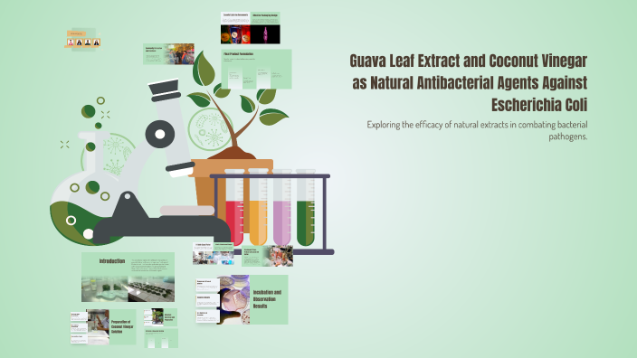 Guava Leaf Extract and Coconut Vinegar as Natural Antibacterial Agents ...