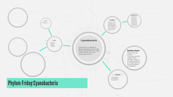 Phylum Friday:Cyanobacteria by Eric Adinkra on Prezi