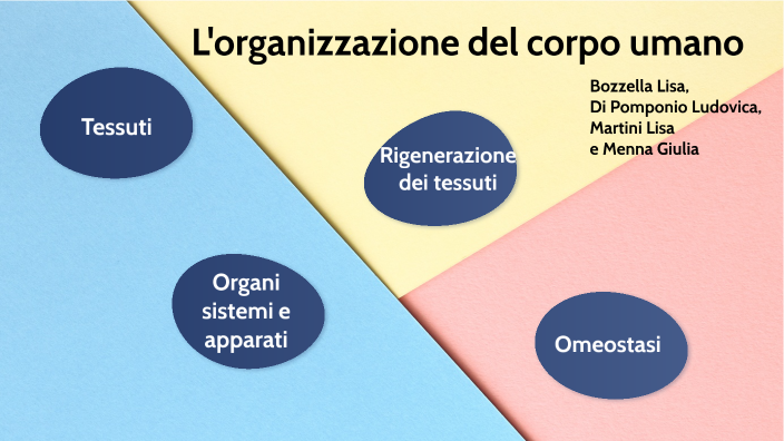 Organizzazione Del Corpo Umano Mappa Concettuale L'organizzazione del corpo umano by progetto arte on Prezi