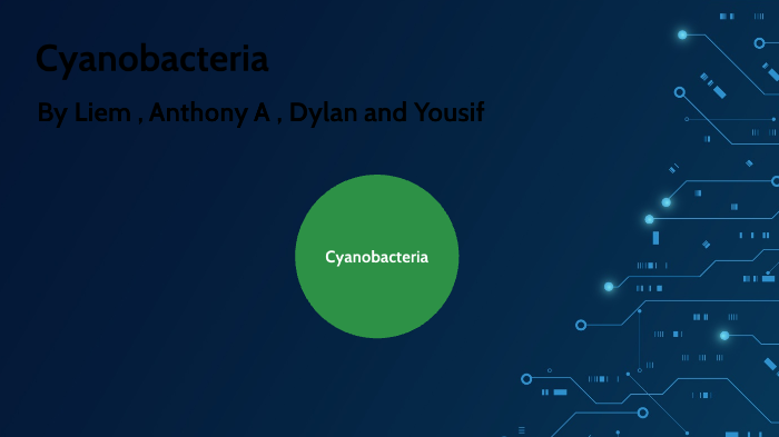 Cyanobacteria by Yousif Elia on Prezi