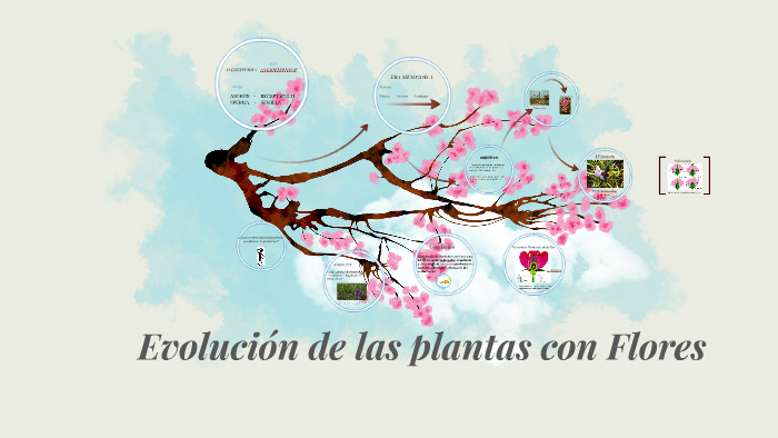 Evolución de las plantas con flores by Nannay Elf on Prezi
