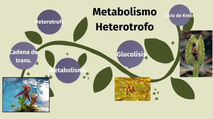 Metabolismo Heterotrofo By Franco Peña On Prezi 5545