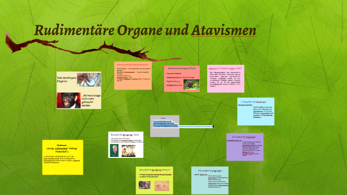 Rudimentäre Organe und Atavismen by Nora Hasan on Prezi