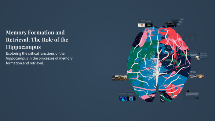 Memory Formation and Retrieval: The Role of the Hippocampus by Rashaun ...