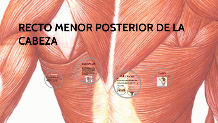 RECTO MENOR POSTERIOR DE LA CABEZA by Isabel Zumeta on Prezi