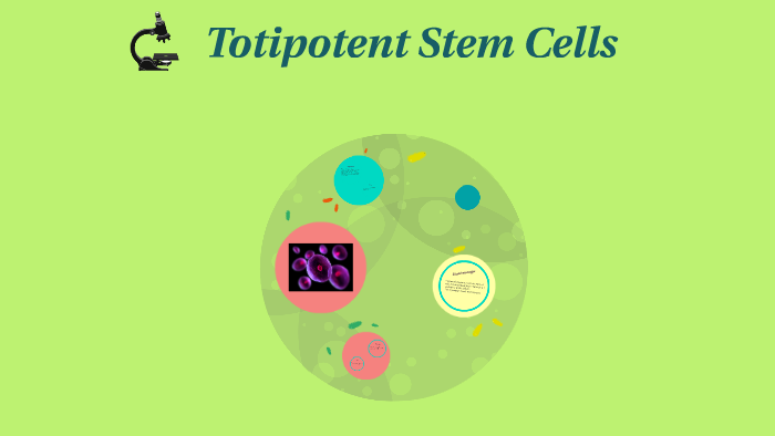 totipotent cell