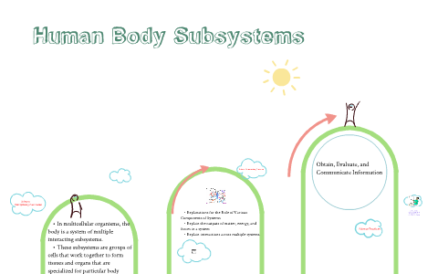 Human Body Subsystems by Banana rama on Prezi