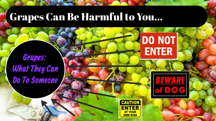 what-happens-if-you-eat-too-many-grapes-by-peter-cannon