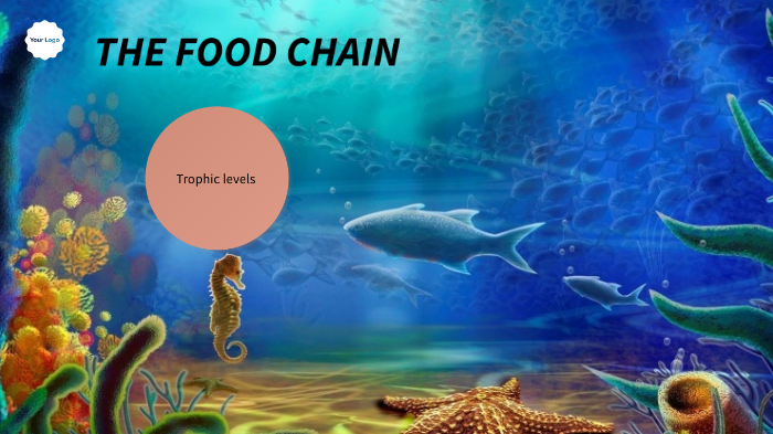 Marine Food Chain By Dharmi Soni On Prezi