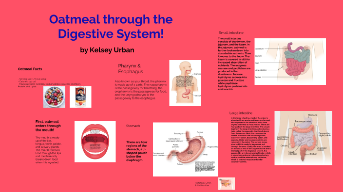 Kelsey Urban - Digestive System Travel Log by Kelsey Urban on Prezi