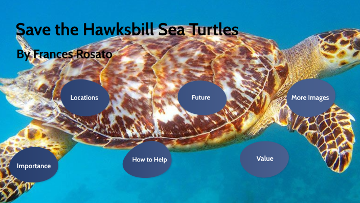 Hawksbill Sea Turtle by Frances Rosato on Prezi