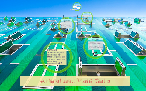 Animal and Plant Cells by hannah d on Prezi