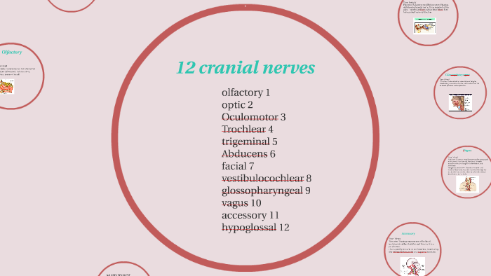 12 Cranial Nerves By Milca Alfaro