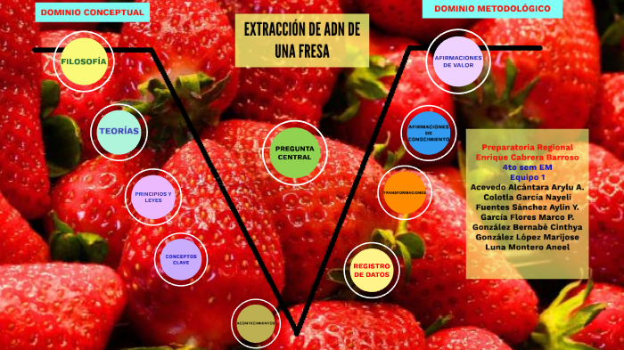 extracción de adn de fresas