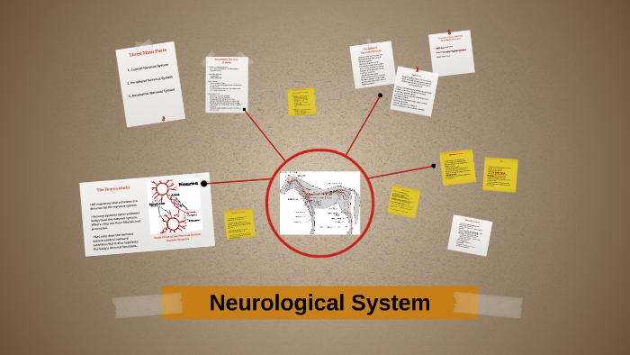 the basic unit of the nervous system is called the