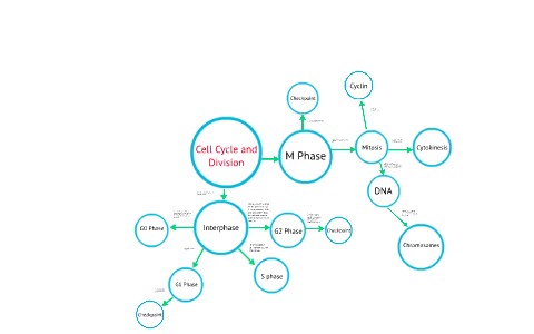 Cell Cycles And Division Concept Map By Jessica Greenup On Prezi Next
