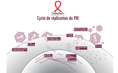 cycle-de-r-plication-du-vih-sida-by-association-sidaction-on-prezi