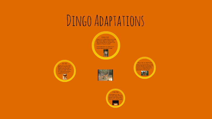 Dingo adaptations by Isabella Formosa on Prezi