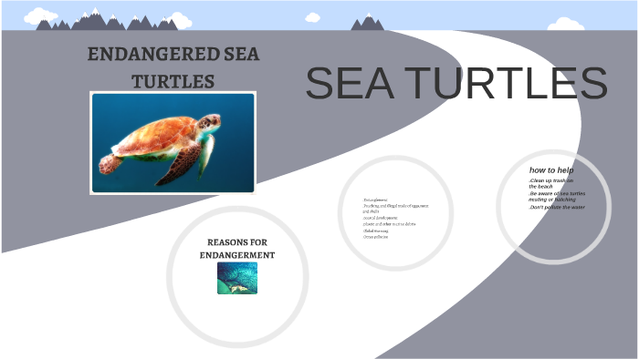 sea turtles endangured by Silas Rhodes on Prezi