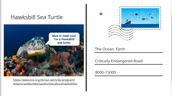 Hawksbill Sea Turtle by Rocco Babun on Prezi