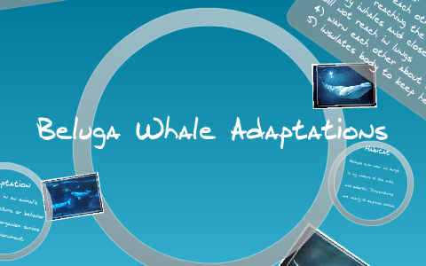 Beluga Whale Adaptations by Linh Pham on Prezi