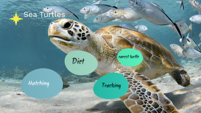Sea Turtles by Aubree Bushnell-Poort on Prezi