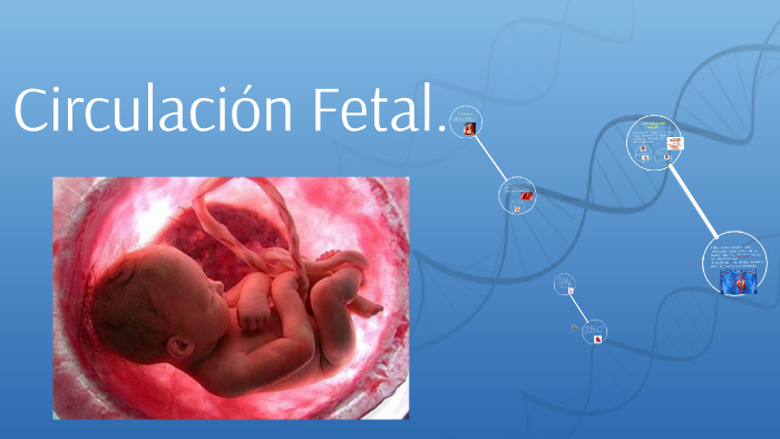 Circulación Fetal. by Marisol López Mares on Prezi