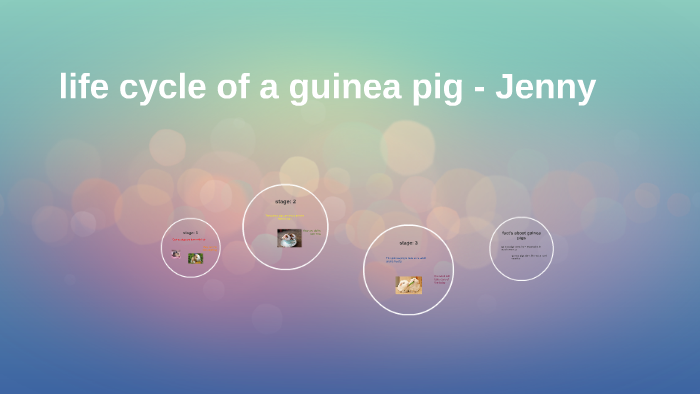Image showcasing life cycle of a guinea pig - Jenny by Ashleigh Swanson on Prezi