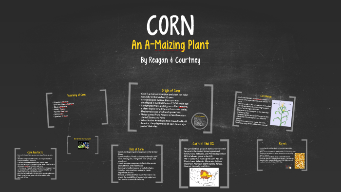 Reagan Corn CORN by Reagan Tucker on Prezi