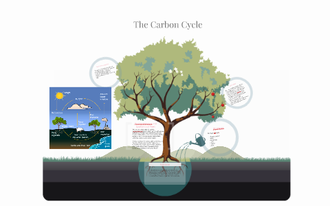 The Carbon Cycle by Jennifer Feliciano on Prezi