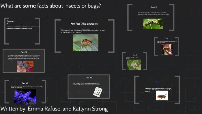 What are some fun facts about bugs? by emma rafuse on Prezi