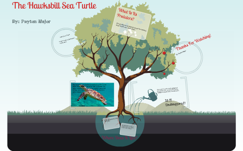 The Hawksbill Sea Turtle by Peyton Major on Prezi