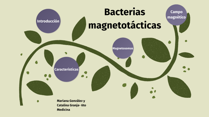 Bacterias Magnetotacticas By Mari González On Prezi